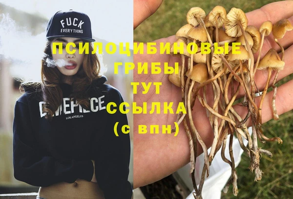 стаф Осинники